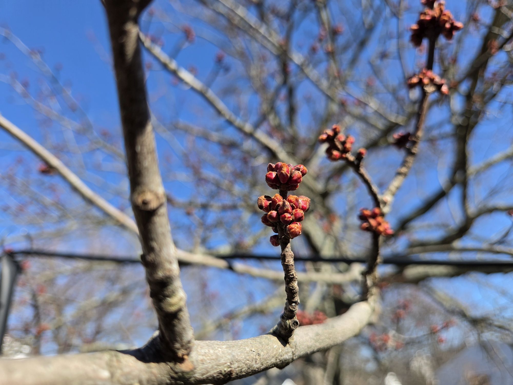 דגימת מצלמת Samsung Galaxy S26.