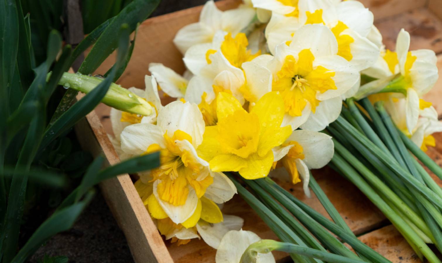 נרקיסים חתוכים ישר 