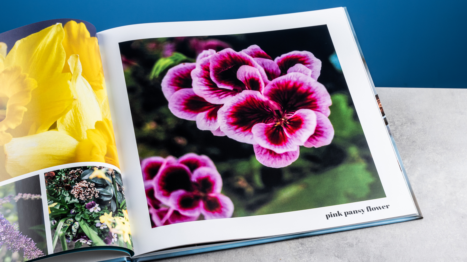 דפי ספר התמונות של Vistaprint שצולמו על שולחן מול רקע כחול