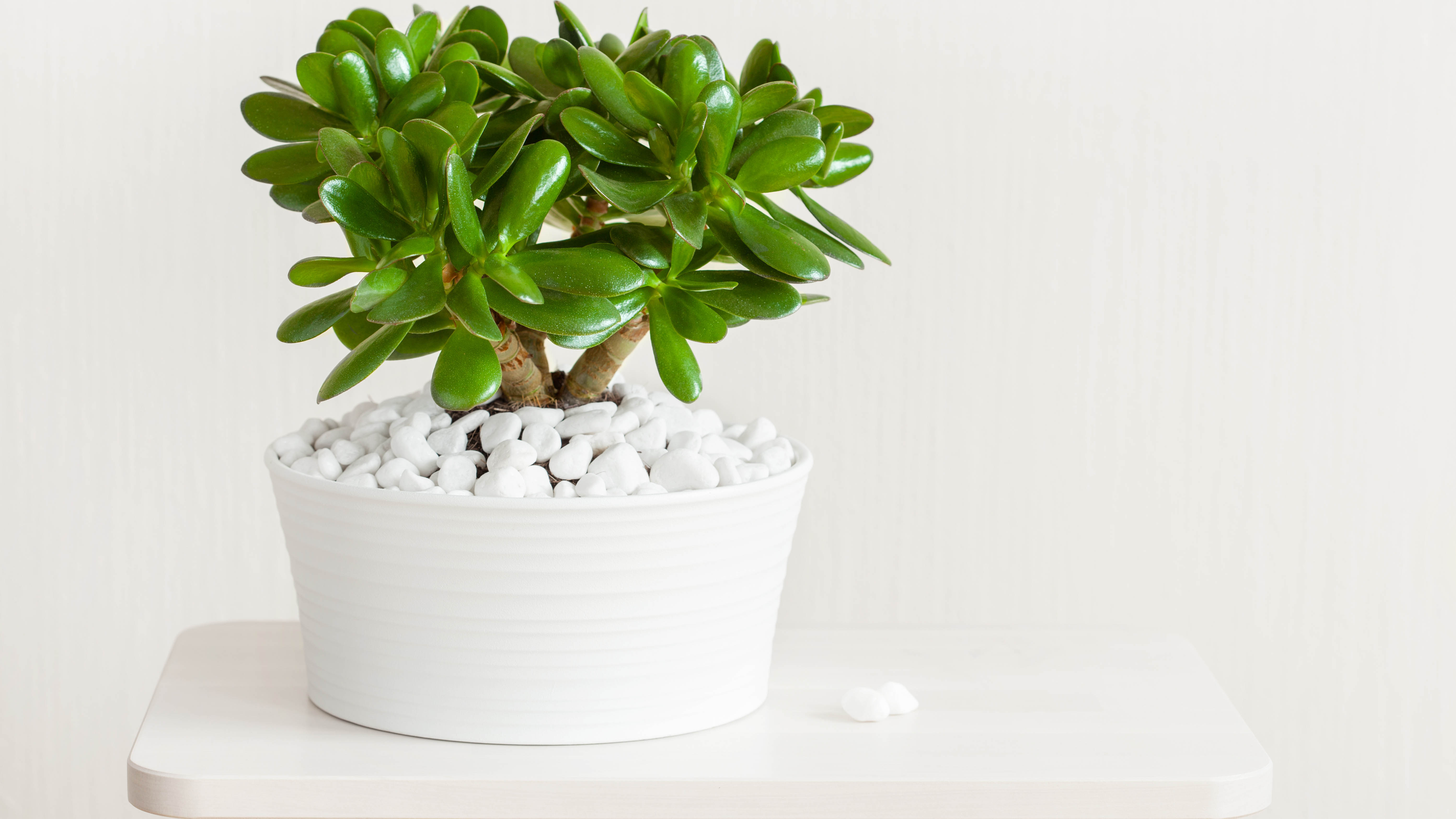 צמח ירקן בעציץ לבן