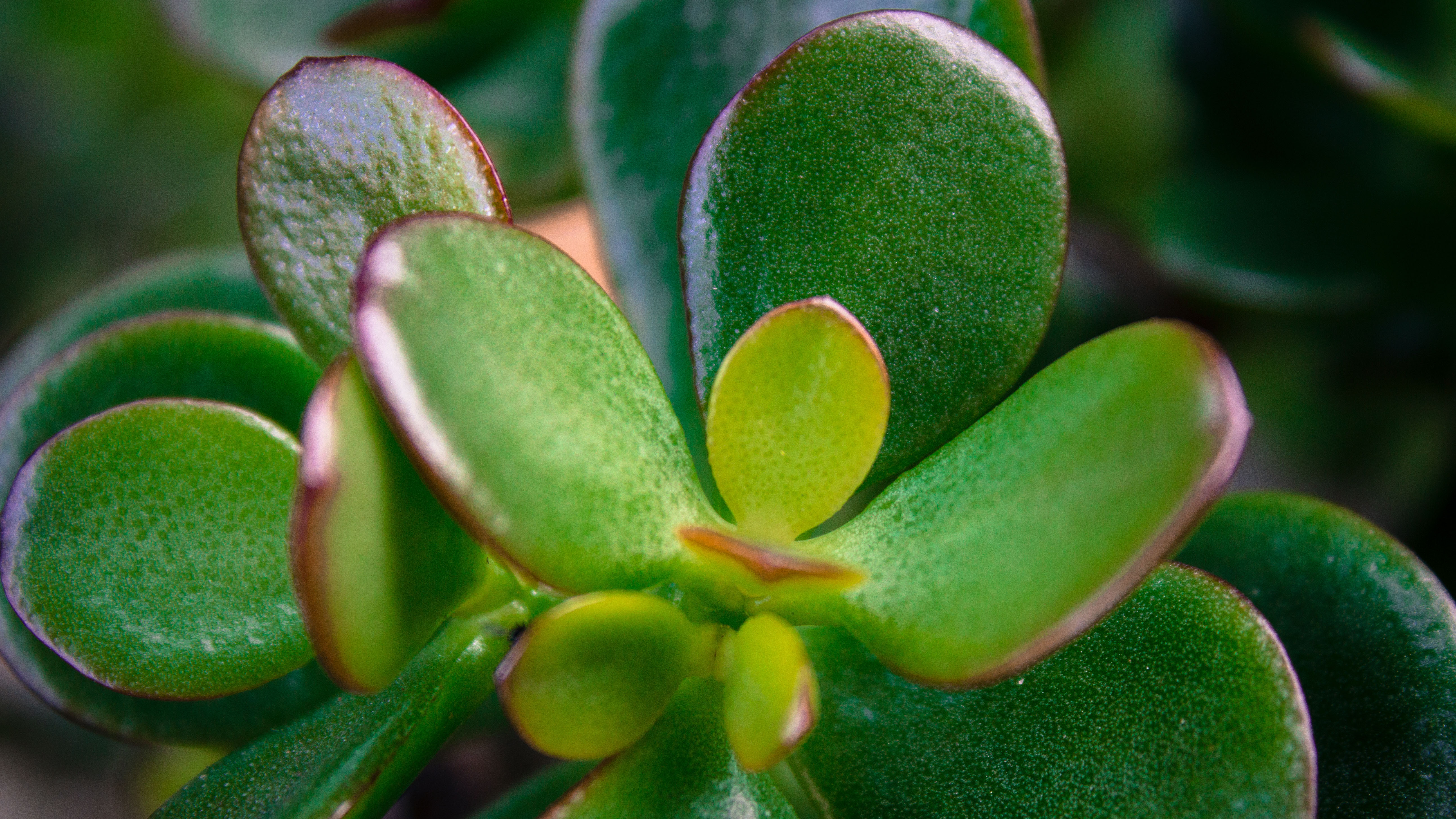 תקריב של העלים על צמח ירקן
