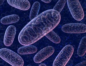 טכניקת CRISPR חדשה מגבירה את תפקוד המיטוכונדריה לטיפול באי ספיקת לב