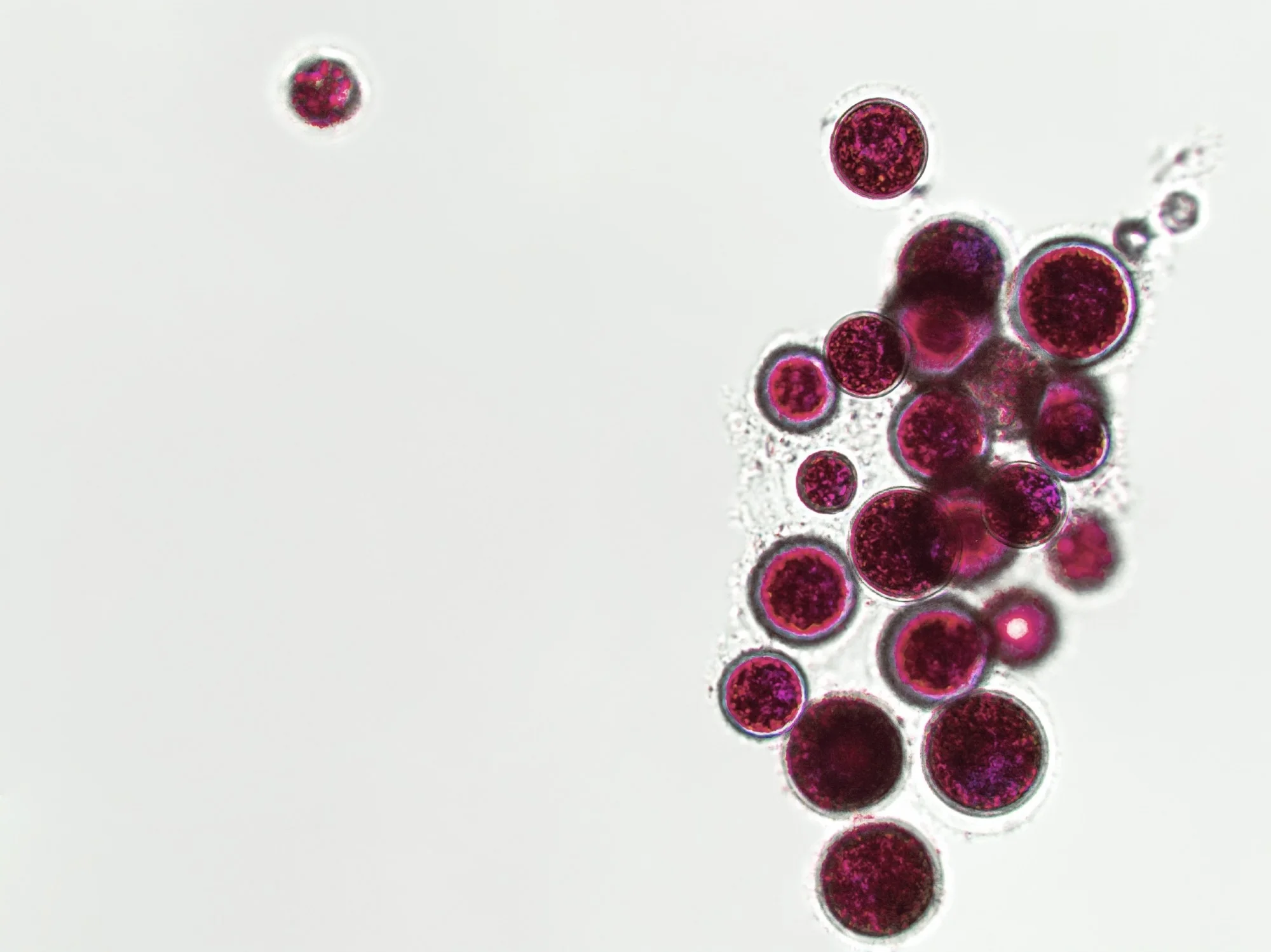 Probiotics, bacteria on white background. Bacteria and microorganisms. Microscopic probiotics, bacterial flora