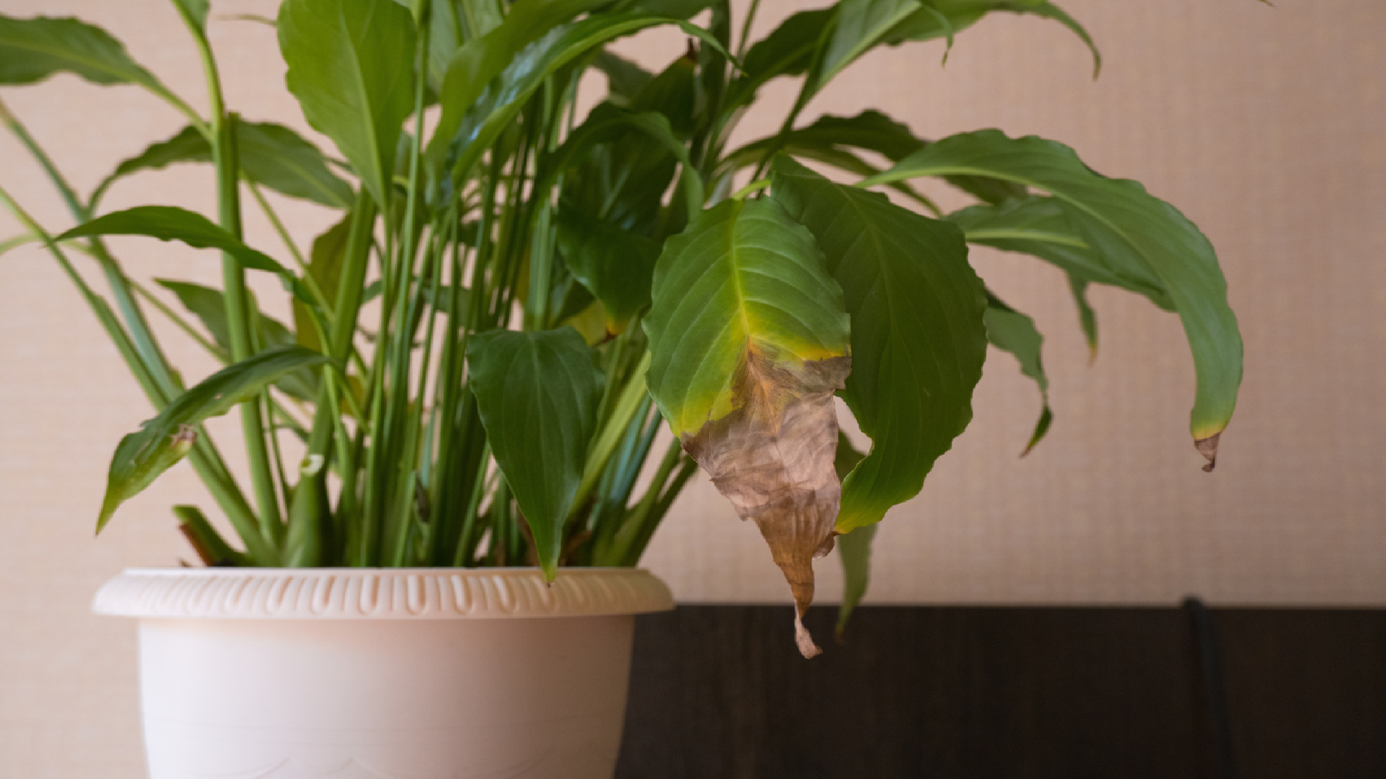 קצות עלים חומים על צמח שושן שלום