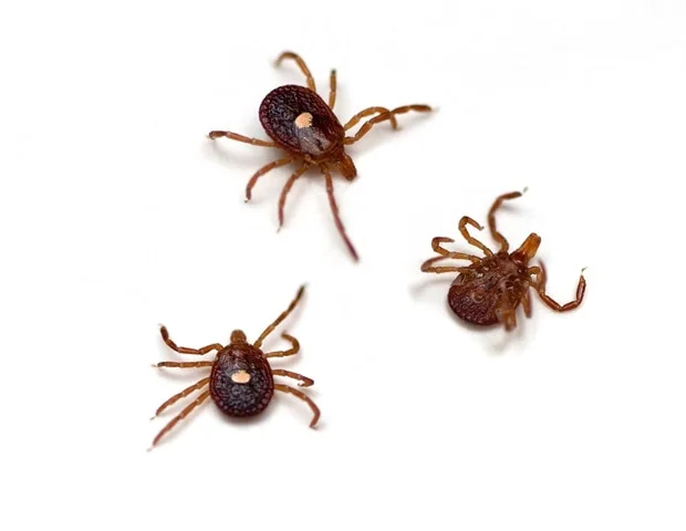 קרציות יכולות לשרוד עד שלושה שבועות בבתים