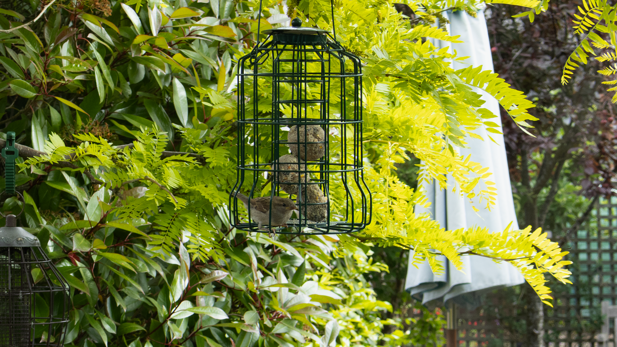 ציפור על מאכיל אוכלת כדורי שומן