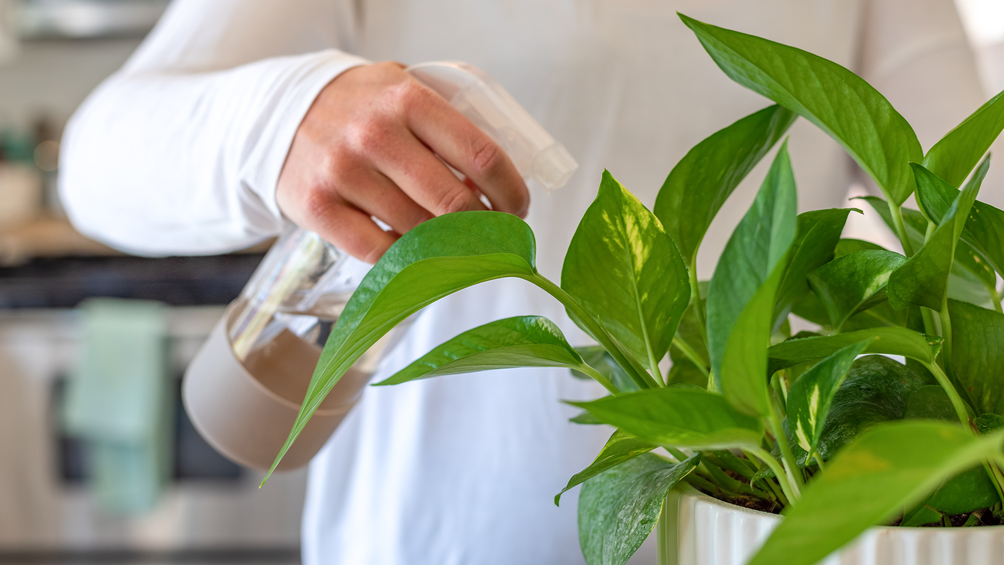 ערפול צמח בית