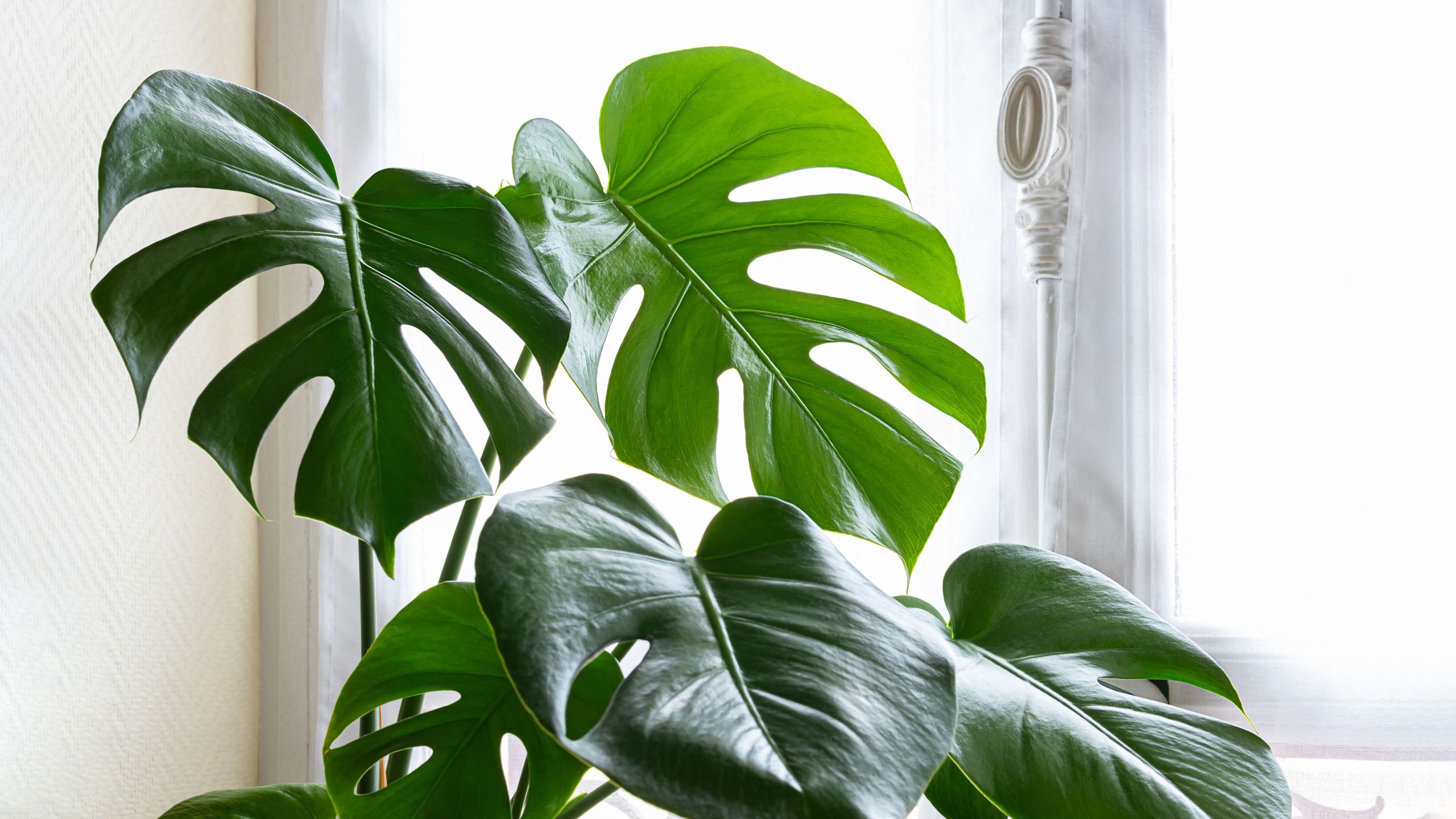 הפסקתי לעשות את 9 טעויות 'טיפול' בצמחים ועכשיו הצמחים שלי משגשגים