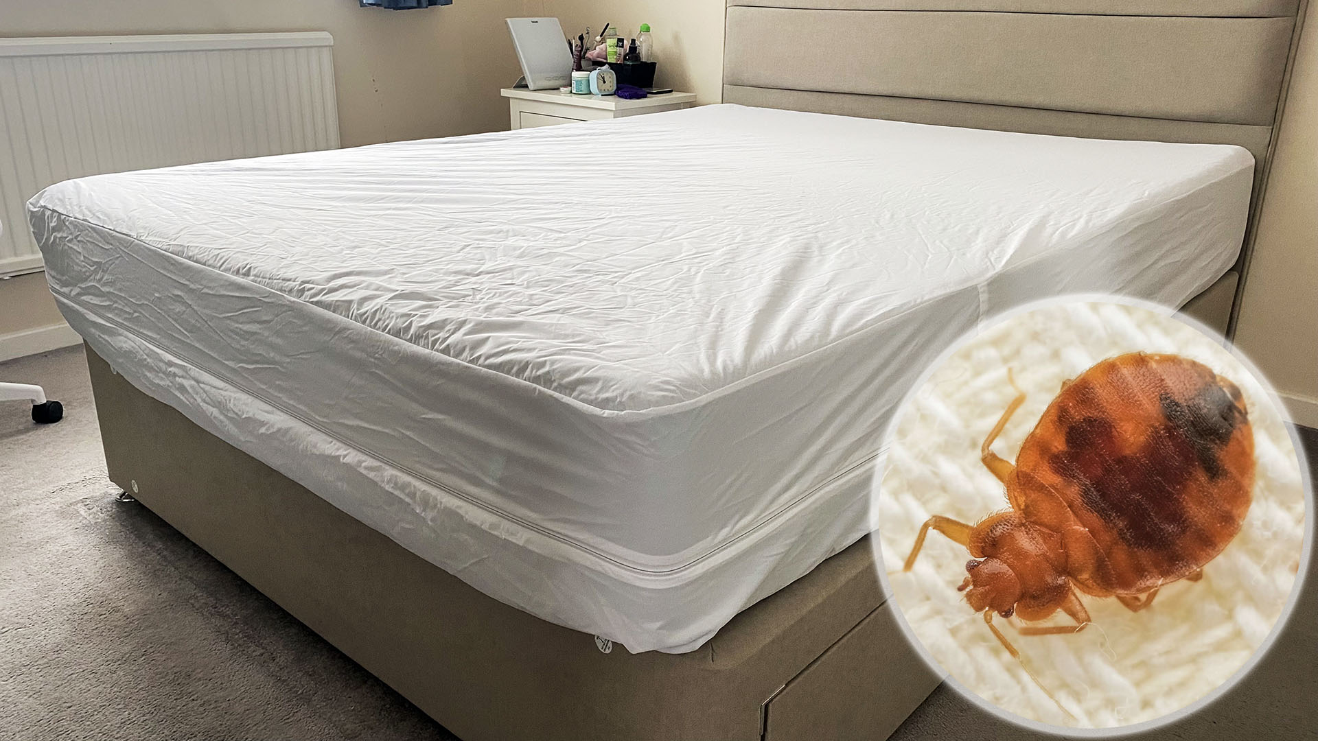תמונה של מעטפת מזרון Linenspa על מזרון על מסגרת מיטה בחדר השינה של המבקר שלנו. בפינה השמאלית התחתונה יש זיהוי שמציג תקריב של פשפש המיטה