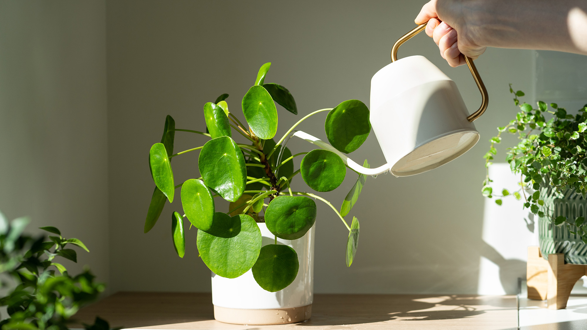 צמח כסף סיני