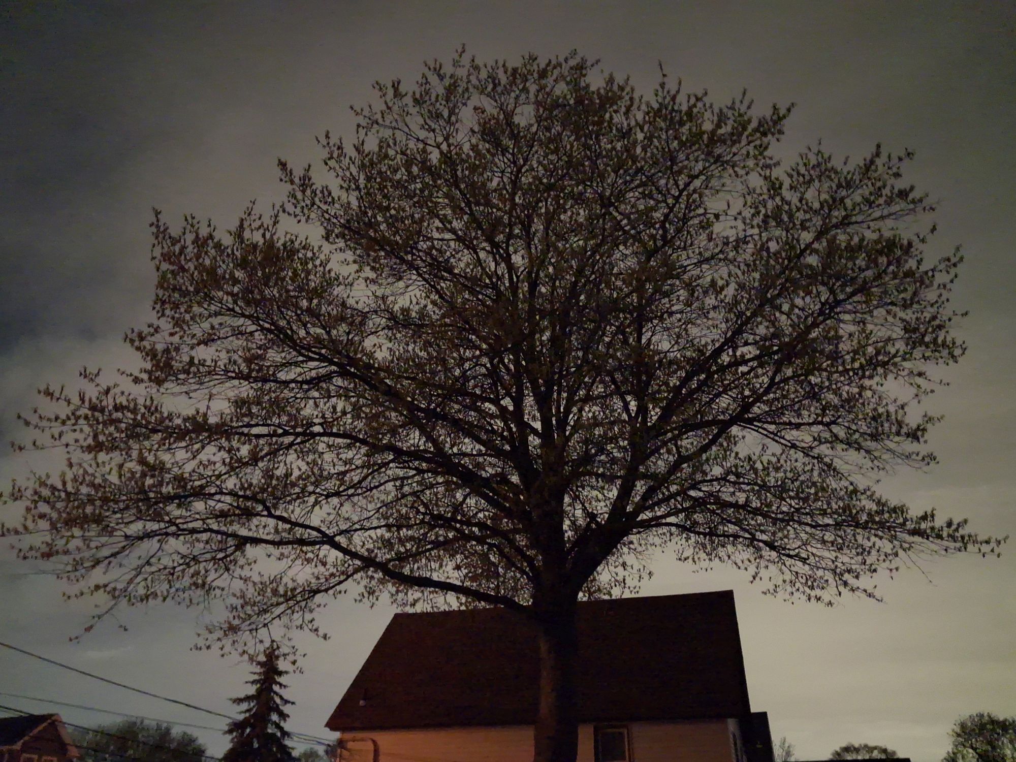 דוגמה למצלמת Samsung Galaxy A17.