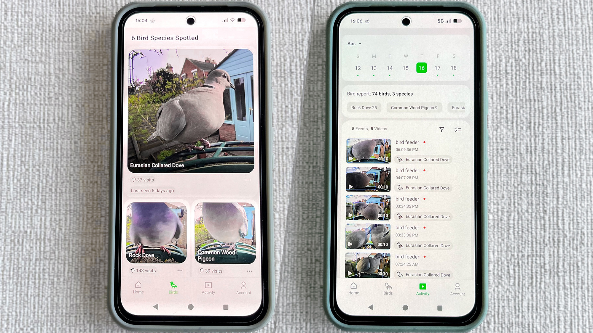 אפליקציית מאכיל ציפורים קיוויביט