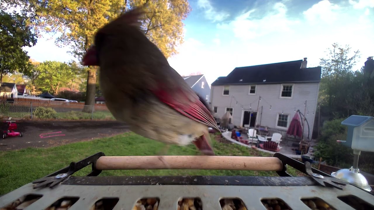 BirdFy Metal 2 4K מזין ציפורים חכם: קרדינל נקבה - יוטיוב