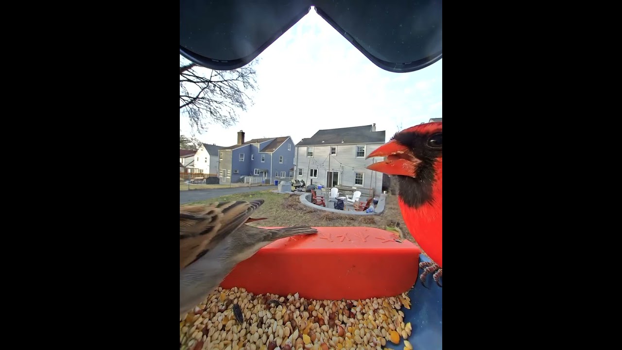 מזין ציפורים 2 - יוטיוב