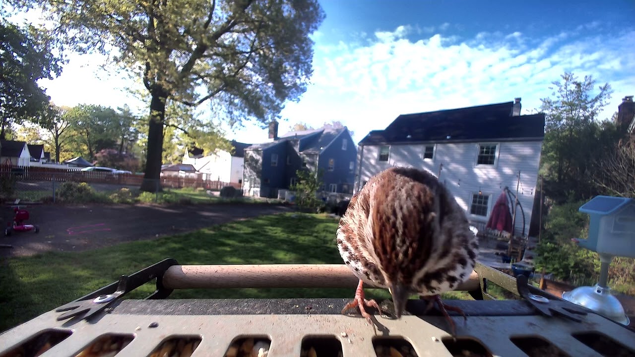 מזין ציפורים חכם BirdFy Metal 2 4K: Sparrow - YouTube