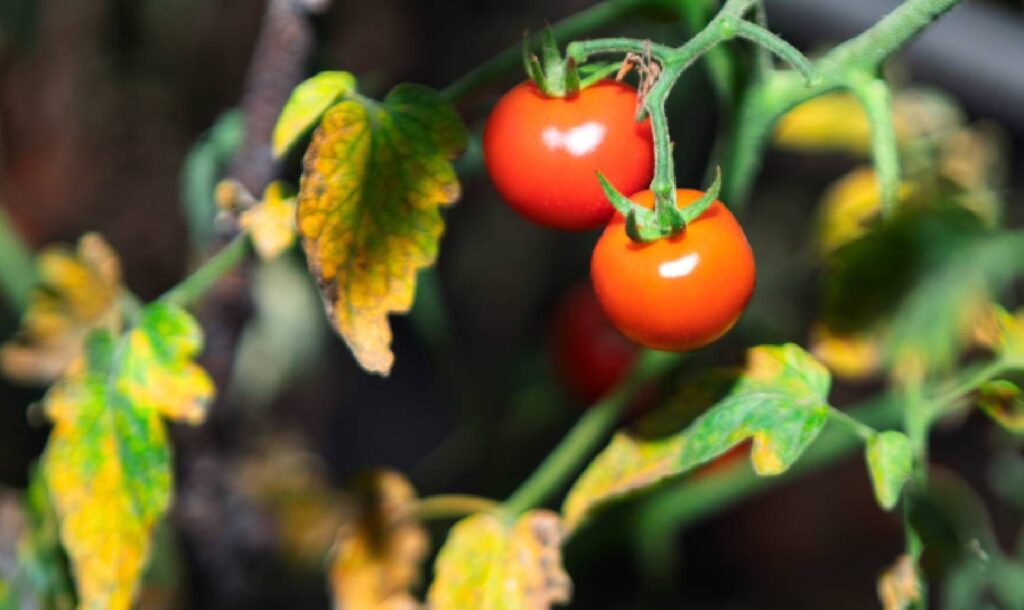 Yellow tomato plant leaves