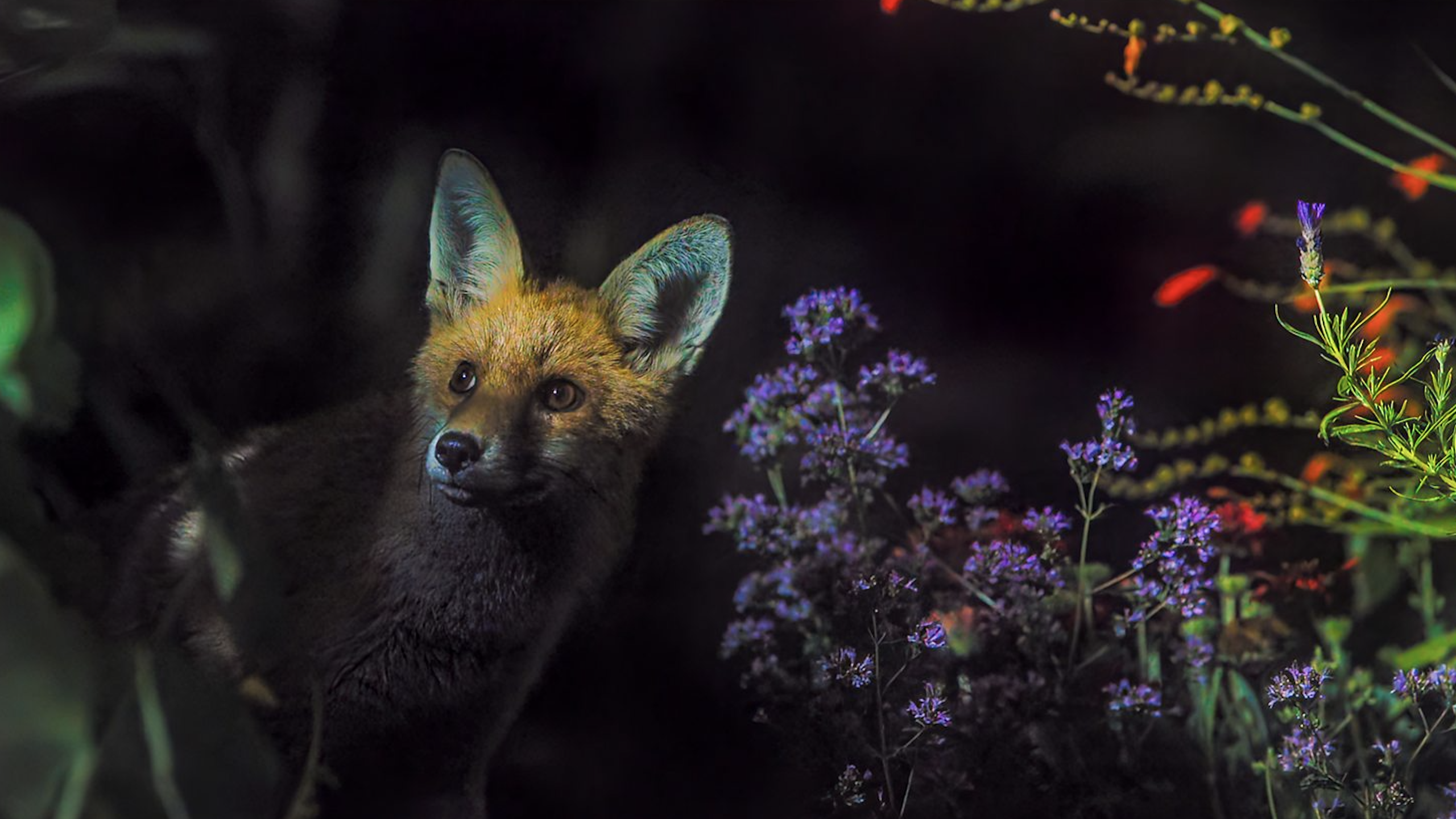 איך לצפות ב'גן סודי' באינטרנט - הזרימו סדרת טבע של Sir David Attenborough מכל מקום