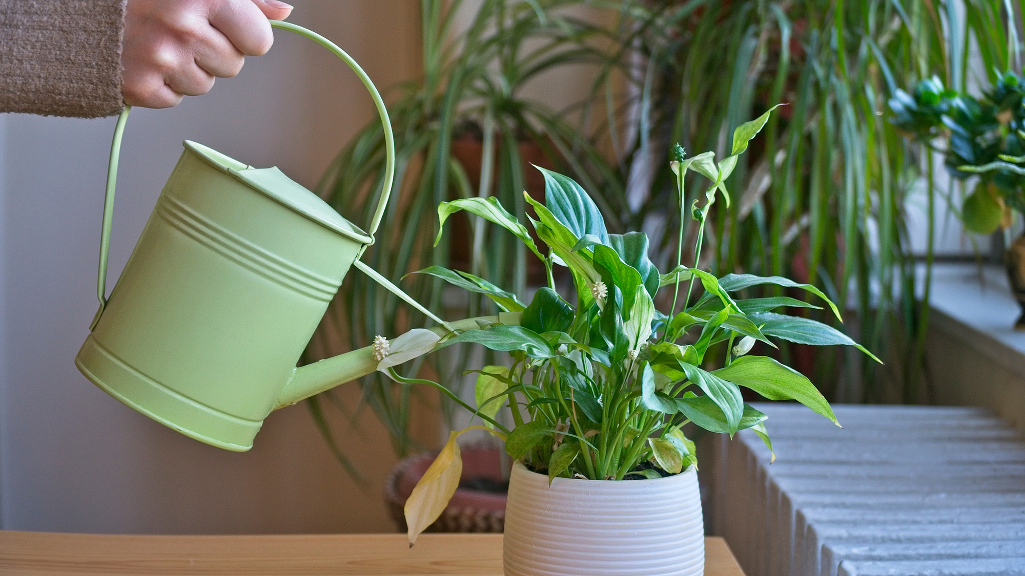 משקה שושן שלום