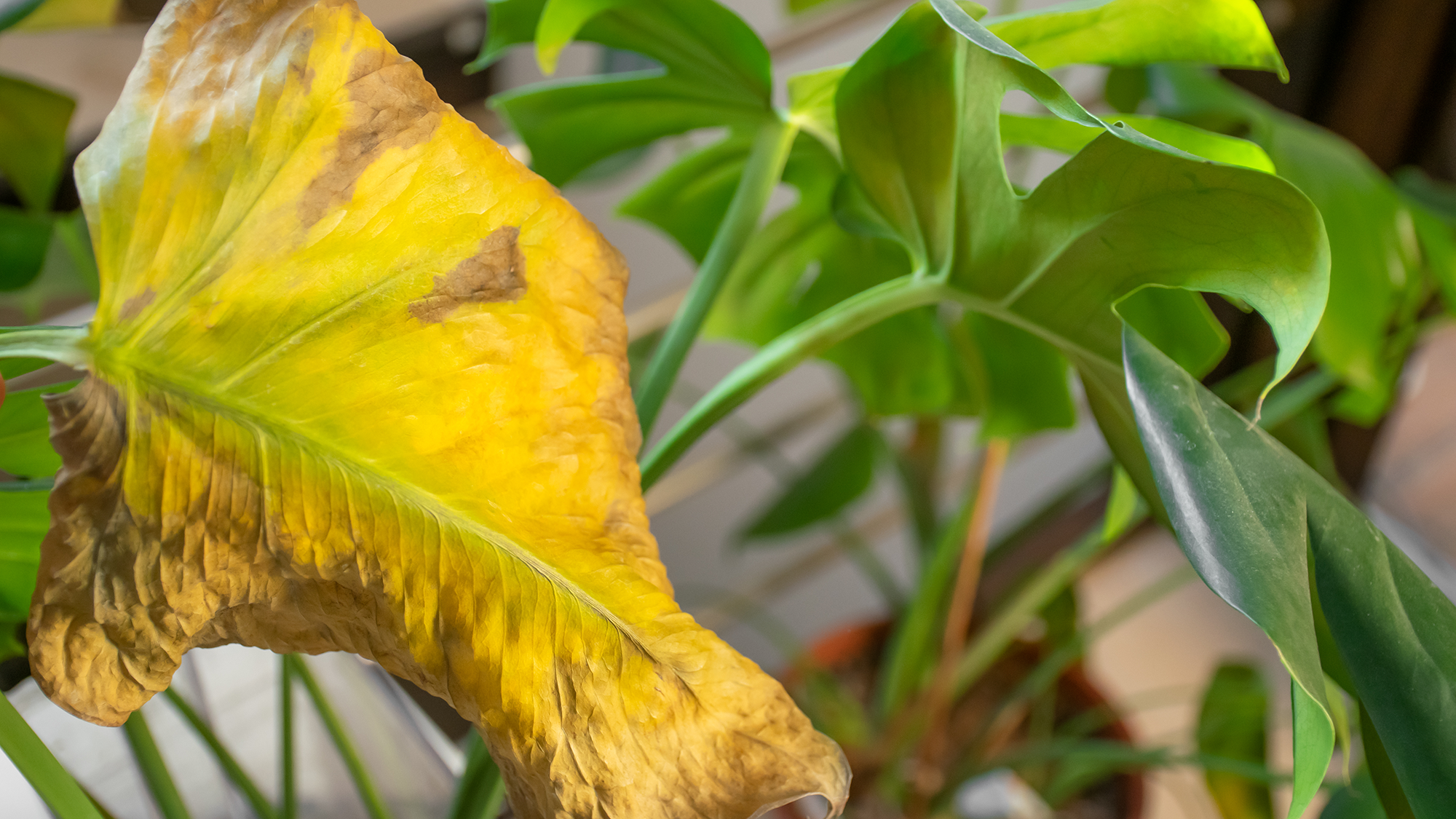 צמח בית מונסטרה שהושקה יתר על המידה