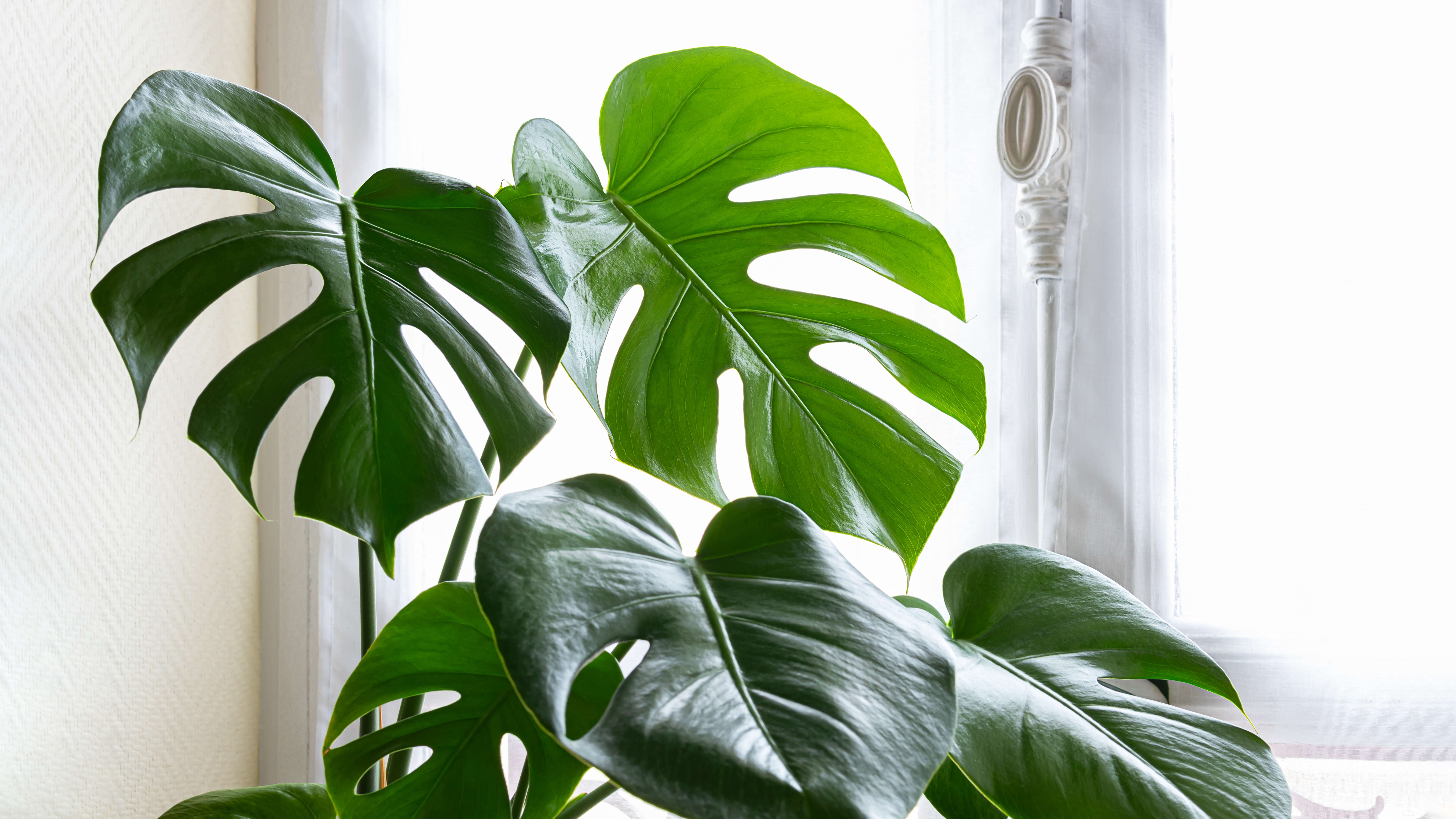 מפעל גבינה שוויצרית גדול ליד חלון