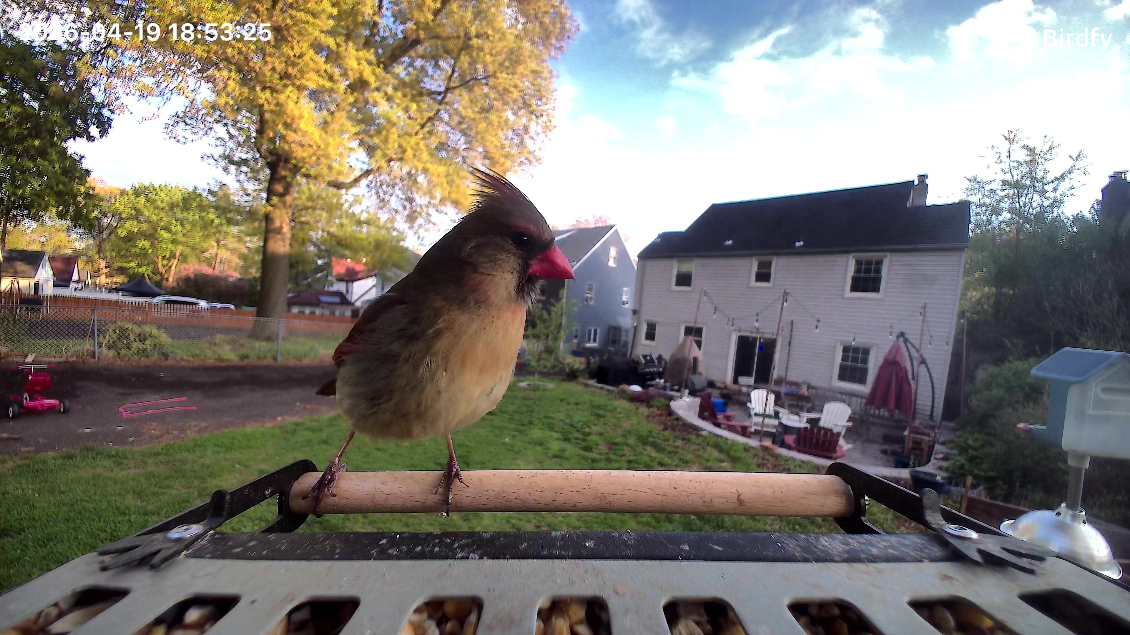 תמונה קרדינלית נשית שצולמה עם Birdfy Metal 2 4K Smart Bird Feeder