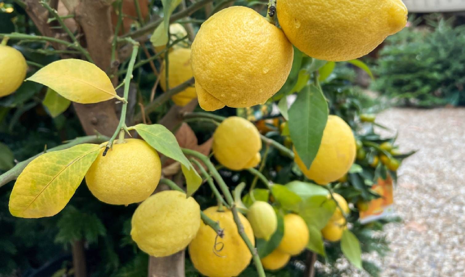 Lemon tree with yellow leaves