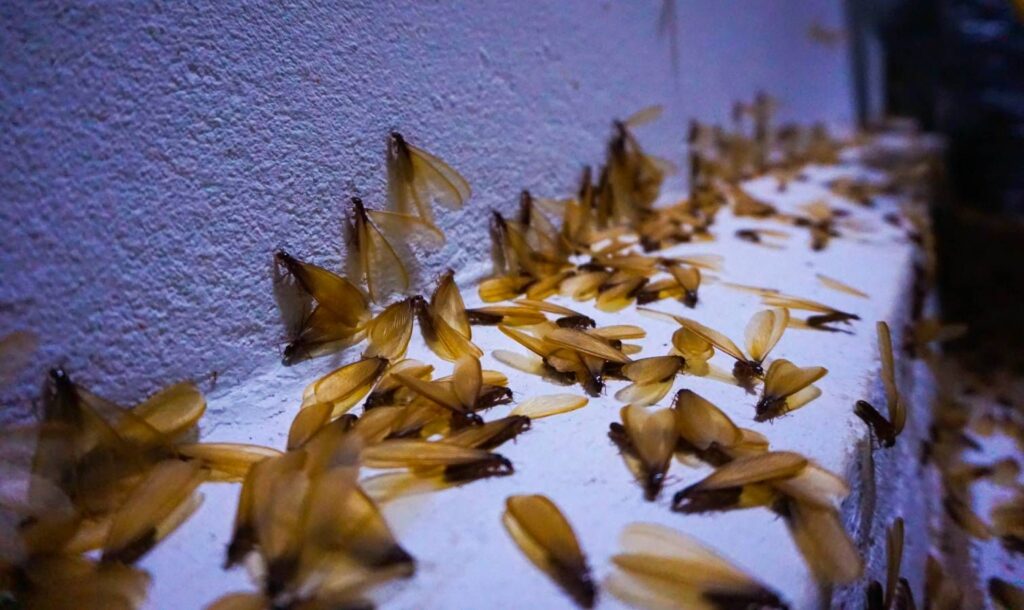 Termite swarm