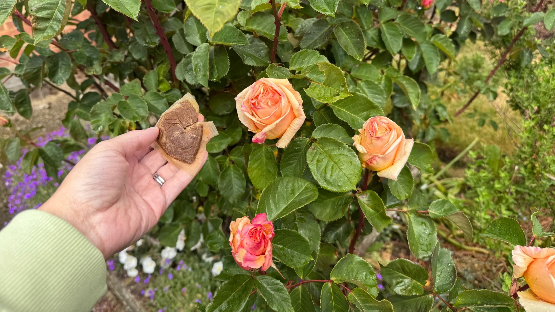 A tea bag next to roses