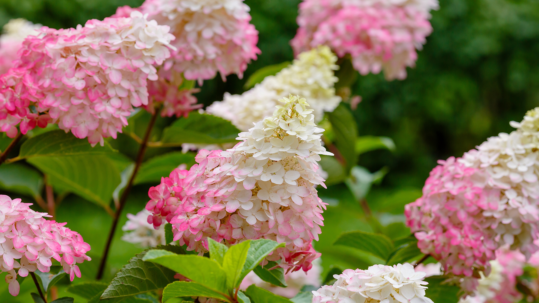 hydrangea paniculata ורוד תות