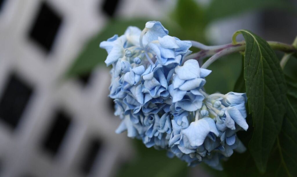 Drooping hydrangeas