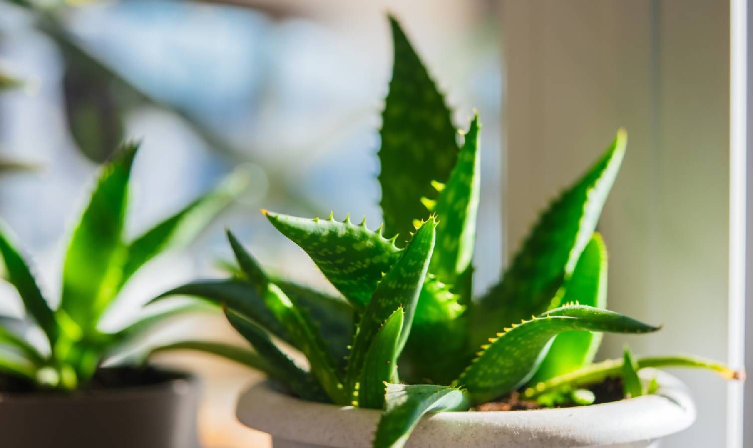 Yellowing aloe in full sun