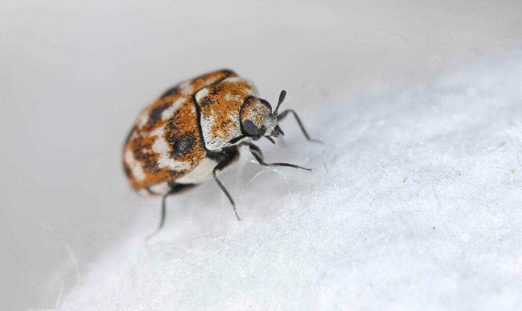 Adult carpet beetle on fabric