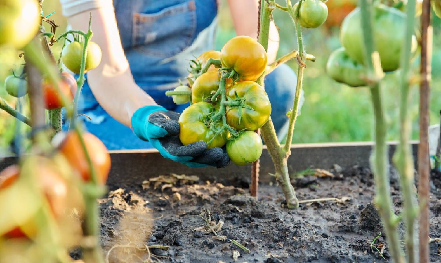 Tomatoes ripening