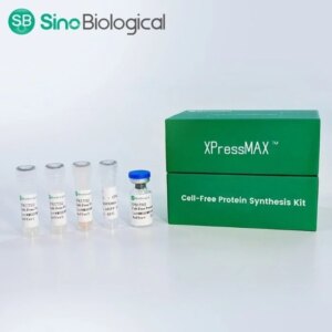 Sino Biological משיקה את ערכת סינתזת חלבון ללא תאים XPressMAX™, המאיץ את גילוי תרופות נוגדנים עם תפוקה גבוהה המופעלת על ידי בינה מלאכותית