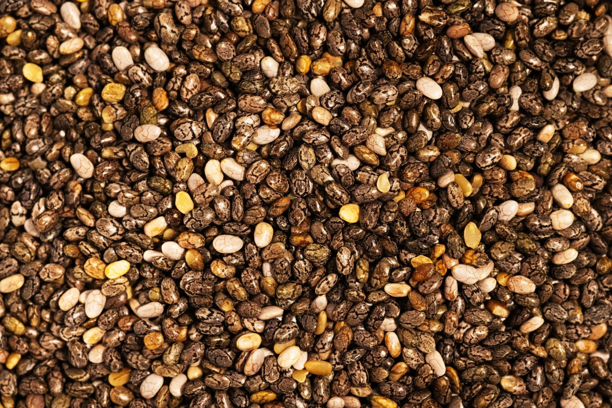 Study: Chia seed enrichment in high-fat-high-sugar diet-induced obesity: a strategy to increase DHA levels in maternal tissues and in fetal placenta and brain during pregnancy. mage Credit: Very Hungry Owl / Shutterstock