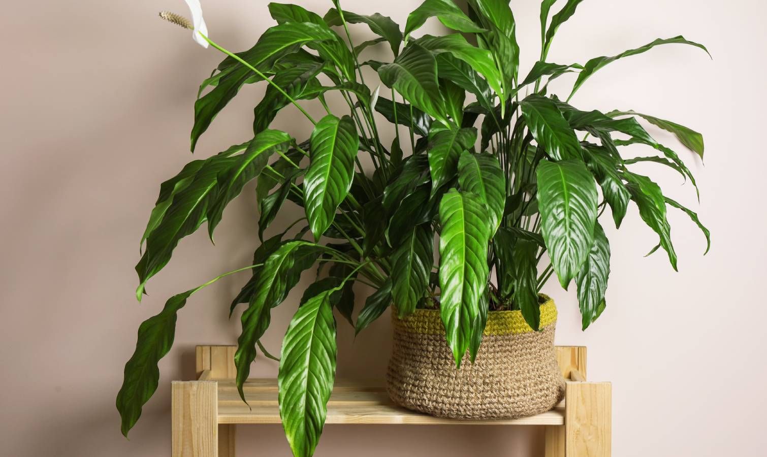 Drooping peace lily
