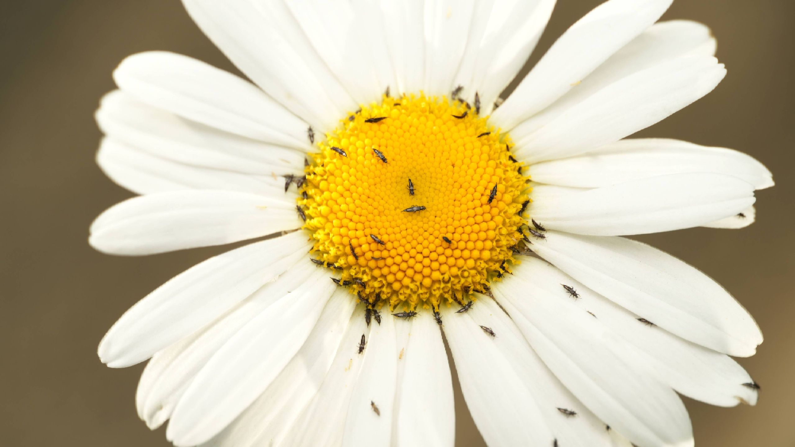 המזיק הקטנטן הזה גורם לנזק הגדול ביותר לצמחים שלך - הנה איך לעצור תריפסים