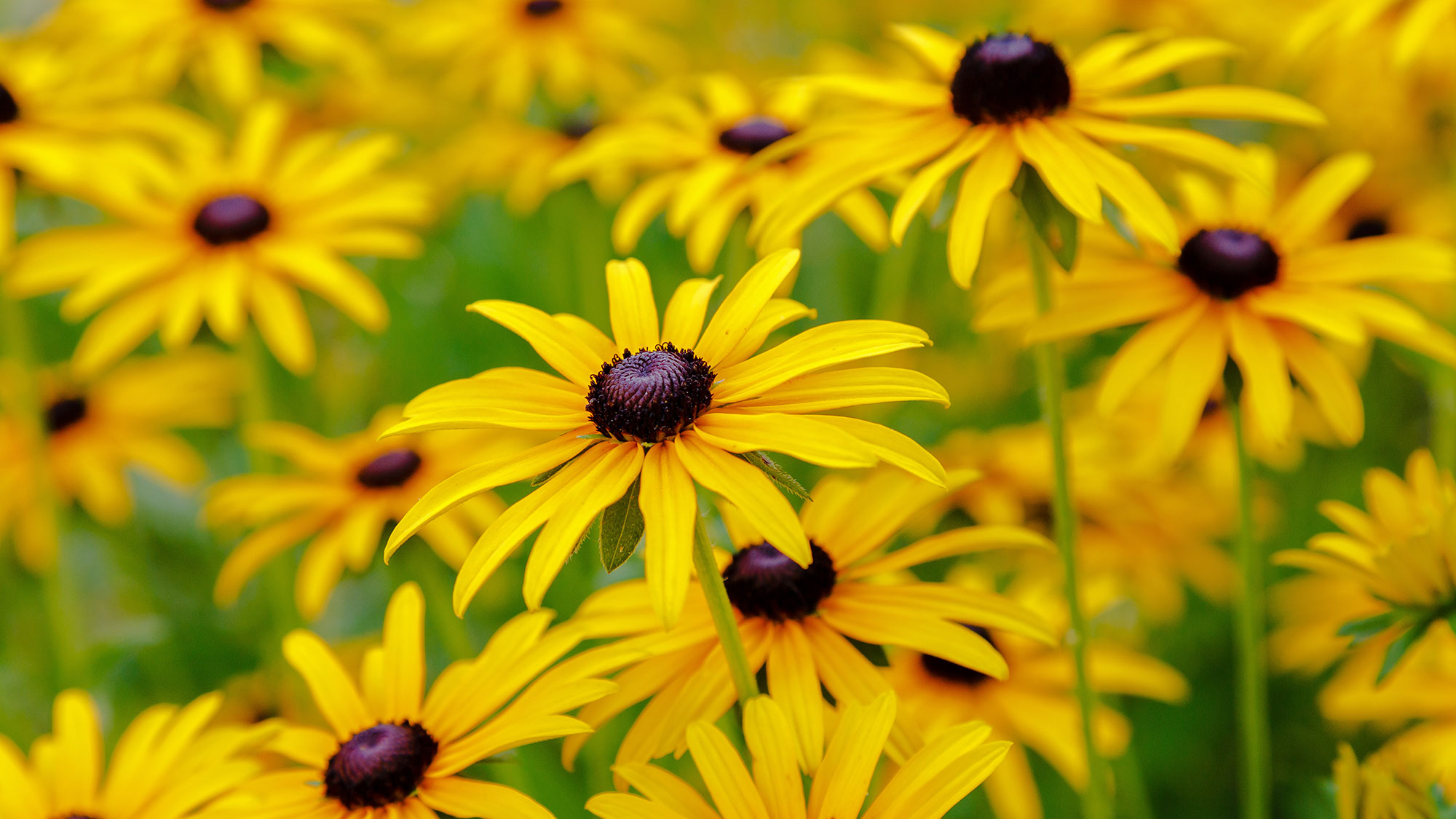Rudbeckias צהוב בהיר