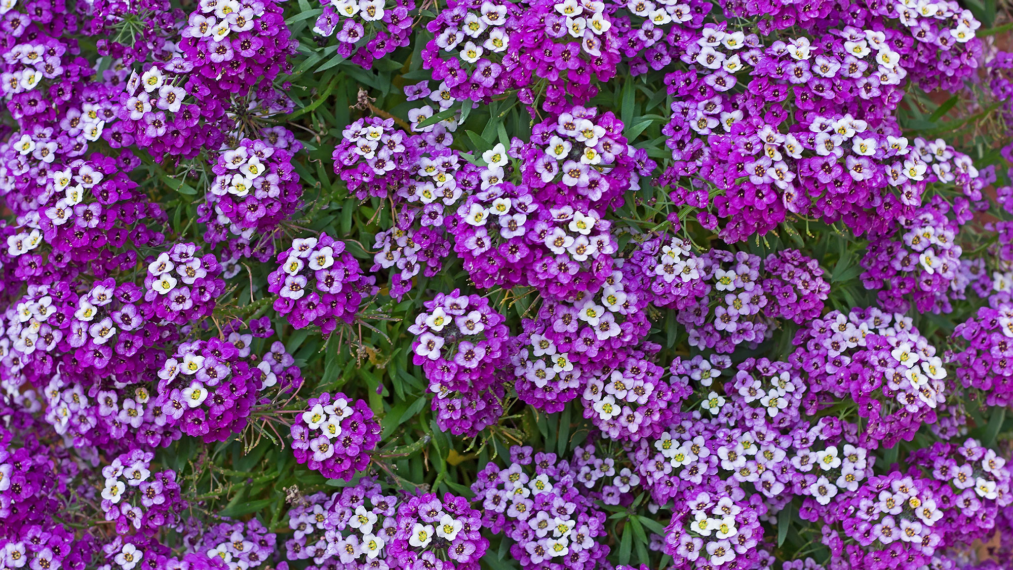 שטיח אליסום רויאל מתוק