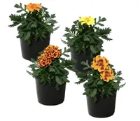 The Three Company Live Flowering Marigold - חבילה 4 