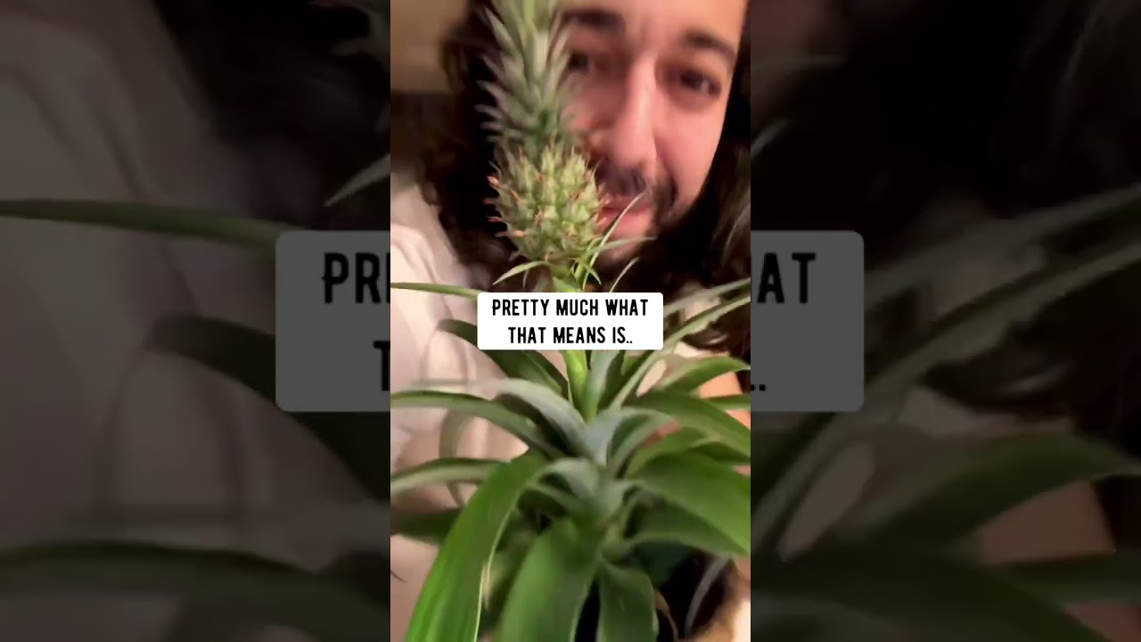 כיצד להשתמש בגפרורים כדי להאכיל צמחים! קריאייטיב הסביר - יוטיוב