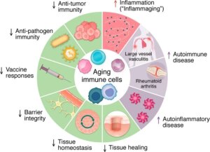 Domains of immune aging. With advancing age, many protective functions of the immune system  -  such as antitumor surveillance, antimicrobial defense, barrier integrity, and wound healing  -  progressively decline. Aging affects both innate and adaptive immune cells, making them more prone to generating inflammatory responses. As a result, the aging host becomes more susceptible not only to infections and malignancies but also to chronic inflammation and an increased risk of autoimmune disease.