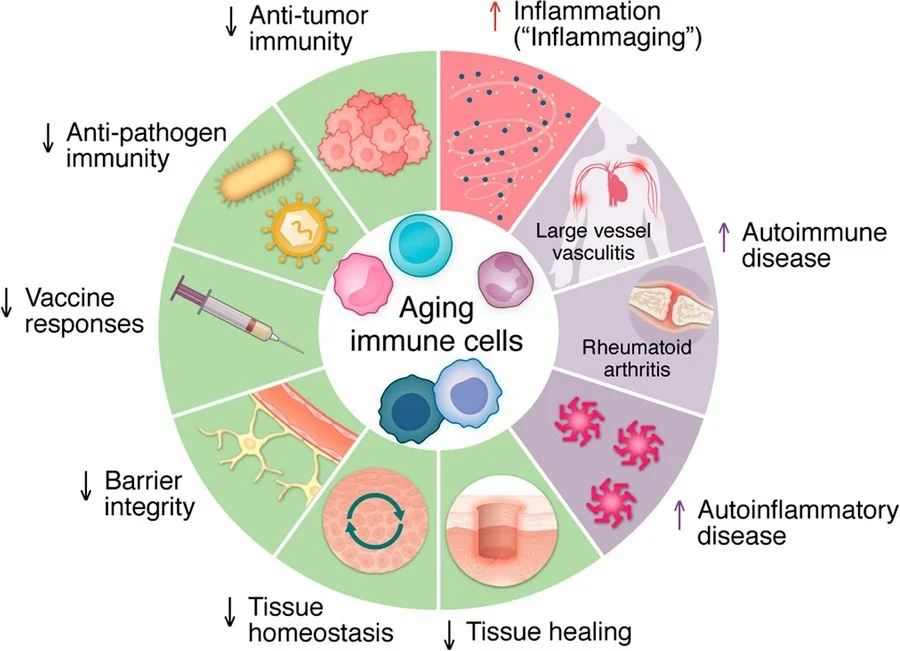 Domains of immune aging. With advancing age, many protective functions of the immune system  -  such as antitumor surveillance, antimicrobial defense, barrier integrity, and wound healing  -  progressively decline. Aging affects both innate and adaptive immune cells, making them more prone to generating inflammatory responses. As a result, the aging host becomes more susceptible not only to infections and malignancies but also to chronic inflammation and an increased risk of autoimmune disease.