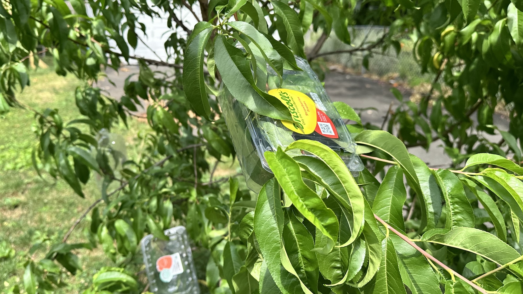 מיכלי תותים מסביב לאפרסקים