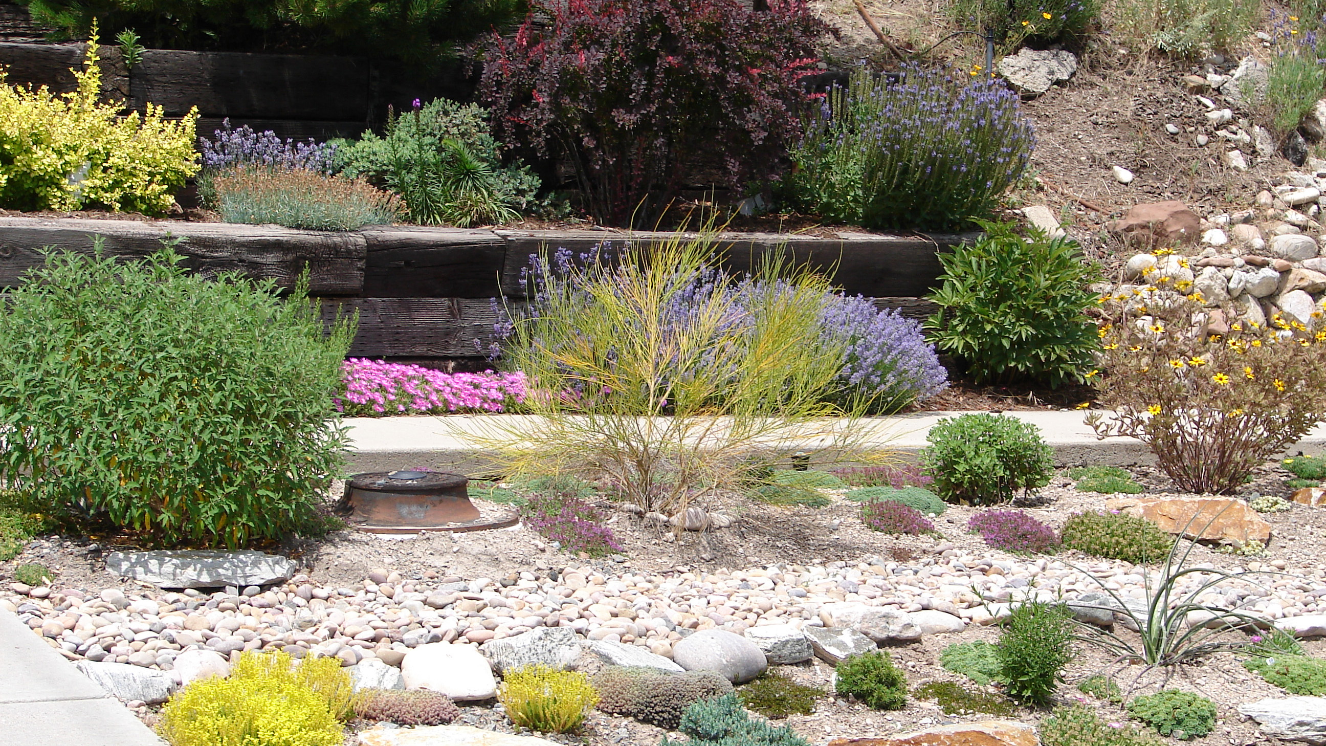 Xeriscaping גן
