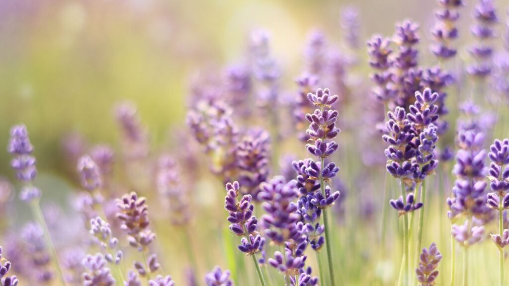 Lavender flowers with sunlight in background