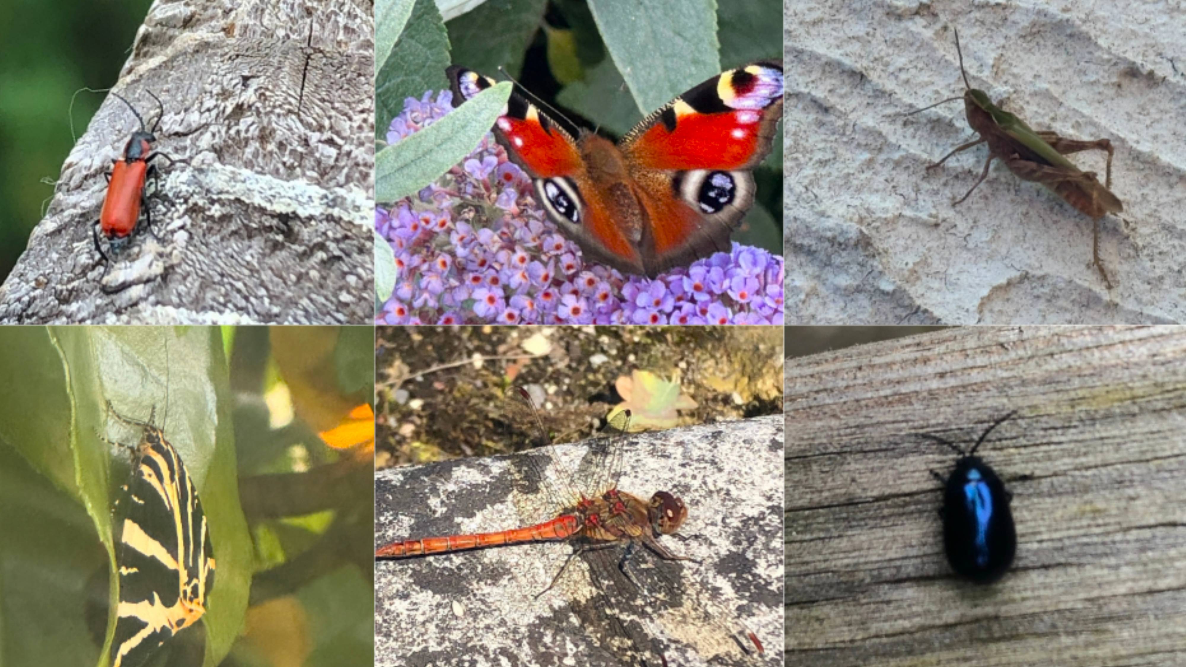 חרקים שזוהו בחצר שלי באמצעות חיפוש חזותי באייפון