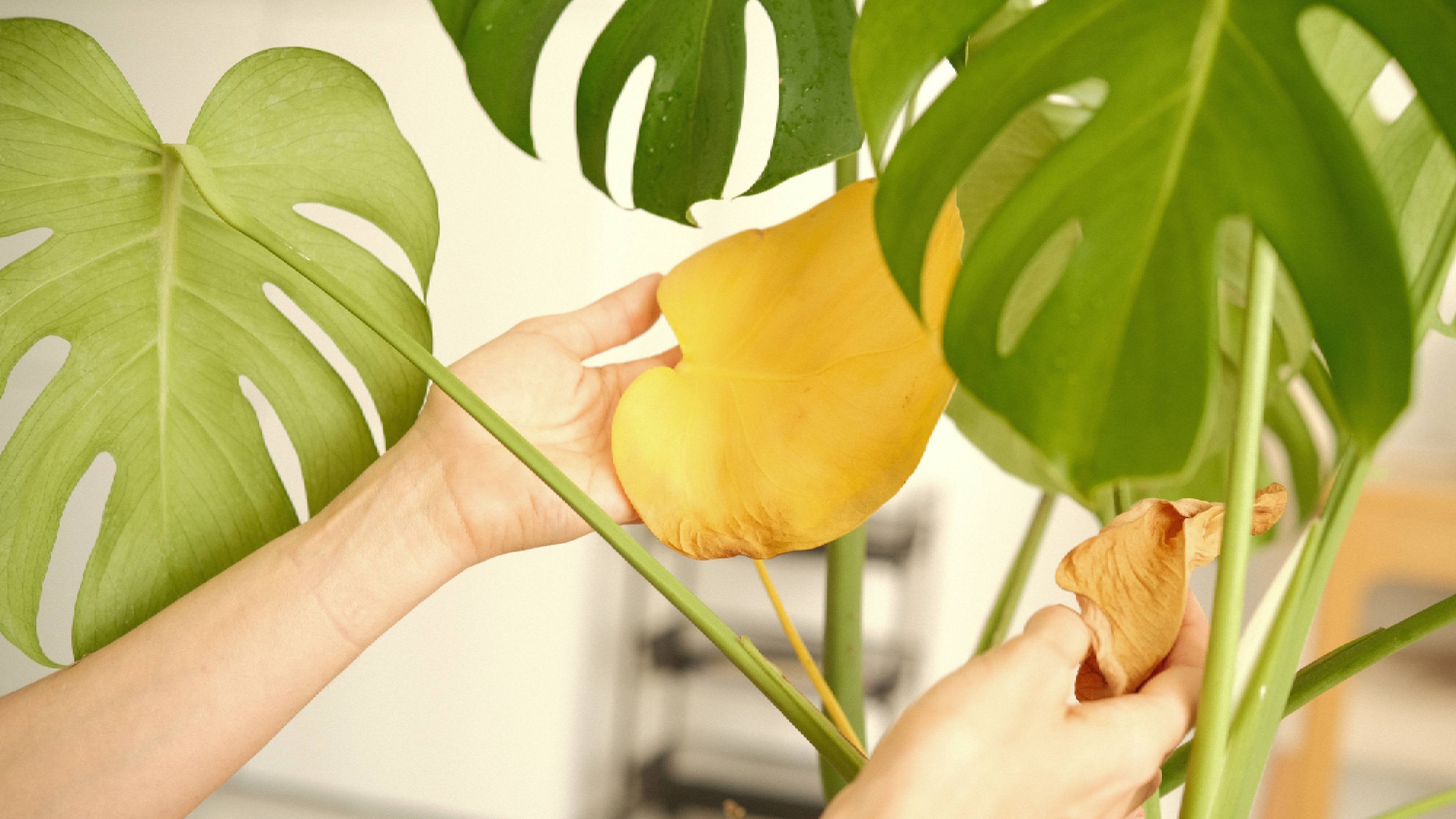 צמח Monstera עם עלים ישנים ומצהיבים 