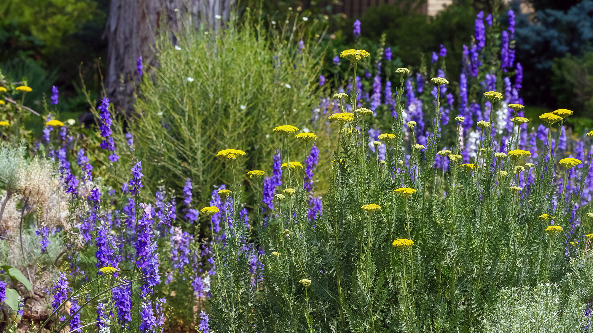 Xeriscaping גן