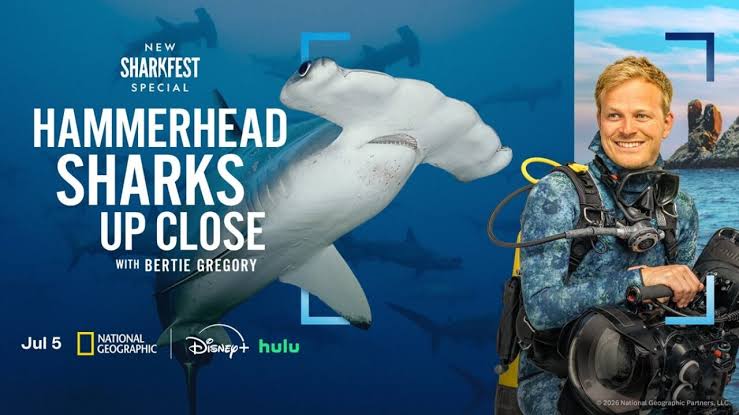 כרישי Hammerheads מקרוב עם ברטי גרגורי לרגל Sharkfest 2026 ב- NatGeo